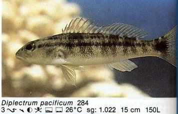 Diplectrum pacificum